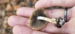 Psathyrella kauffmanii