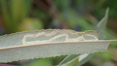 Phytomyza albiceps group