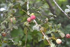 Guettarda macrosperma