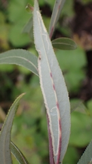 Phytomyza albiceps group