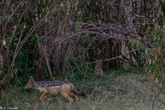 Lupulella mesomelas schmidti