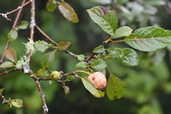 Guettarda macrosperma