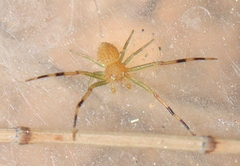 Misumenops rubrodecoratus