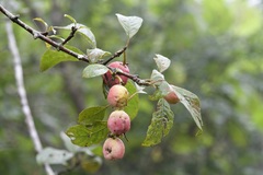 Guettarda macrosperma