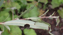 Phytomyza albiceps group