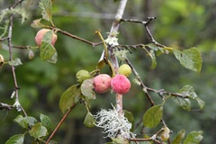 Guettarda macrosperma