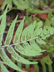 Homalosorus pycnocarpos