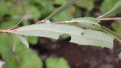 Phytomyza albiceps group