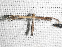 Pterophoridae