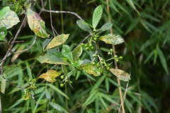 Psychotria costivenia