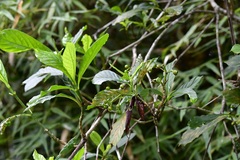 Psychotria costivenia