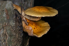 Pholiota aurivella
