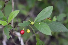 Psychotria erythrocarpa