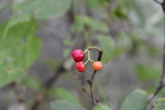Psychotria erythrocarpa