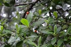 Psychotria erythrocarpa