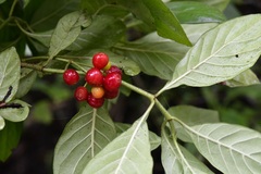Psychotria erythrocarpa