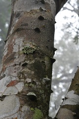 Zanthoxylum quassiifolium