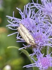 Elasmopalpus lignosella