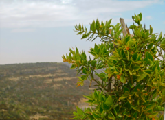 Azima tetracantha