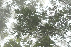 Zanthoxylum quassiifolium