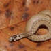 Dekay's Brownsnake - Photo (c) Ty Smith, some rights reserved (CC BY-NC), uploaded by Ty Smith