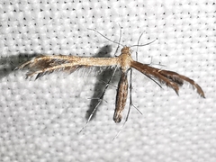 Pterophoridae