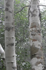 Zanthoxylum quassiifolium