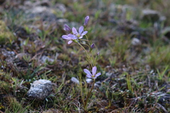 Gentianella