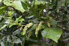 Paullinia fuscescens