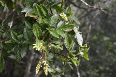 Paullinia fuscescens
