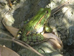 Pelophylax kurtmuelleri
