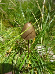 Panaeolus