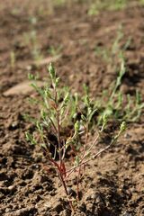 Corispermum marschallii