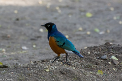 Lamprotornis superbus