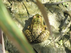 Pelophylax kurtmuelleri