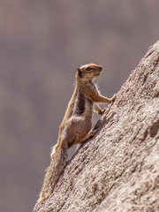 Atlantoxerus getulus