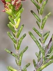 Passerina obtusifolia