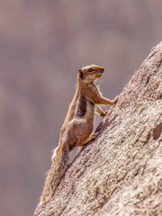 Atlantoxerus getulus