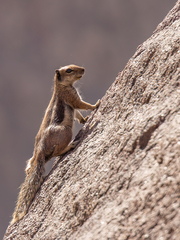 Atlantoxerus getulus