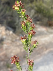 Passerina obtusifolia