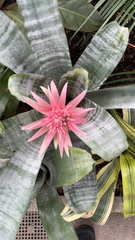 Aechmea fasciata