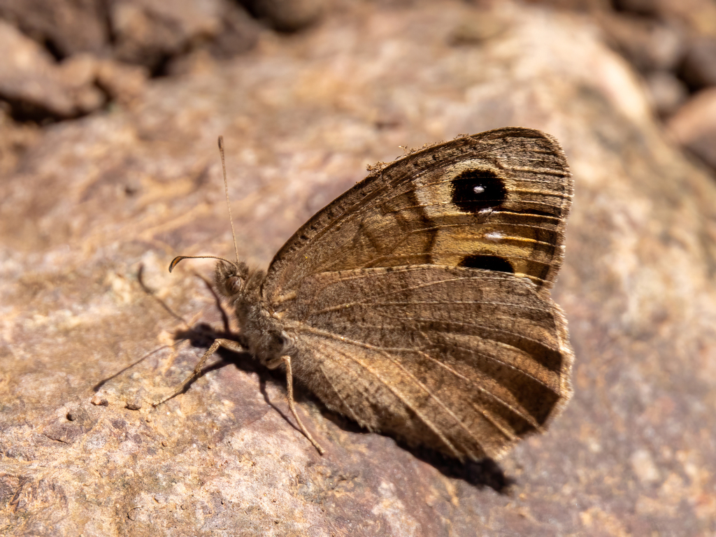 Austaut's Grayling
