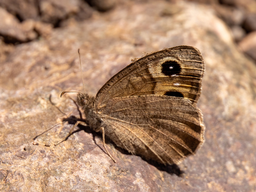 Austaut's Grayling