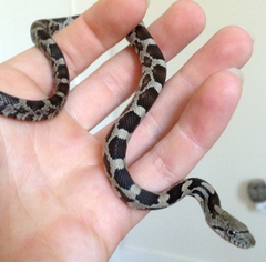 Pantherophis alleghaniensis