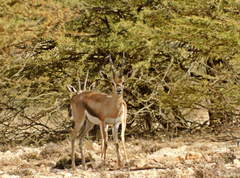 Speke's Gazelle photo 2
