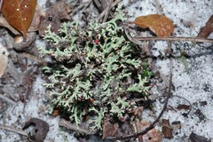 Cladonia leporina