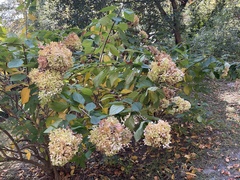 Hydrangea