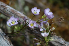 Gentianella