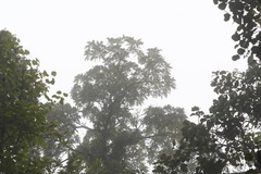 Alvaradoa amorphoides