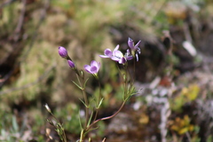 Gentianella